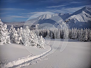 Lonely mountain path between spruces in winter time