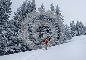 Lonely mountaineer dressed bright orange softshell jacket going up the snowy hill between spruces trees. Active people concept