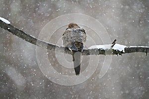 Lonely Mourning Dove on Branch in Snowfall