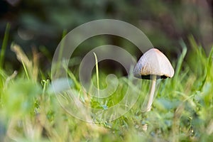 LONELY MUSHROOM