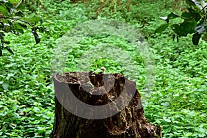 Lonely mushroom on a tree stump