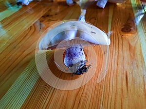 Lonely mushroom on a wooden surface. Lepista personata. Background concept for autumn harvest or food collection