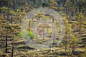 lonely naked trees in swamp area in autumn