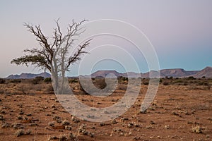 Lonely Namib tree