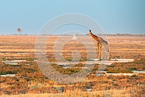 A lonely Namibian giraffe is looking at a distant termitary