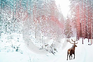 Lonely noble deer against winter fairy forest. Winter Christmas holiday image. Image toned in pink and blue color