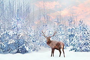 Lonely noble deer mail with big horns against winter fairy forest at sunset.