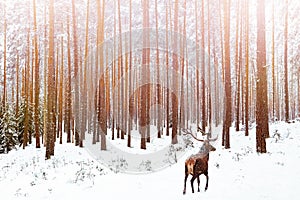 Lonely noble deer male in pine winter forest. Christmas winter image