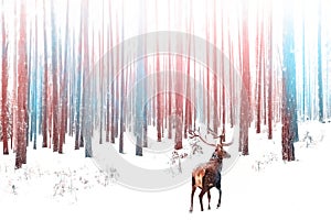 Lonely noble deer male in snowy winter forest. Christmas winter image in pink and blue color