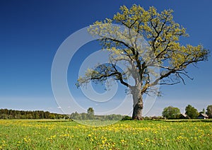 Lonely oak