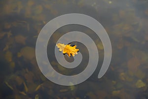 Lonely oak leaf on cold blue water, orange on blue. Top view. Autumn coming. Modern background, wallpaper or banner