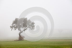 A lonely oak in the middle of the meadow on a misty and misty morning