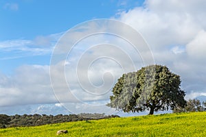 A lonely oak in the pasture