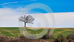 Lonely oak plant in the meadow in panoramic photography in Tuscany Italy