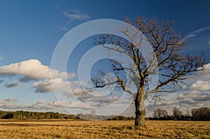 Lonely oak in sunny winter day, without snow