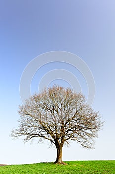 Lonely oak teree