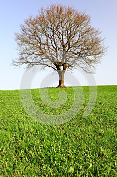 Lonely oak teree
