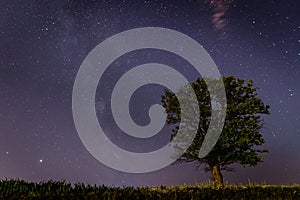 A lonely oak tree against the background of the starry sky.