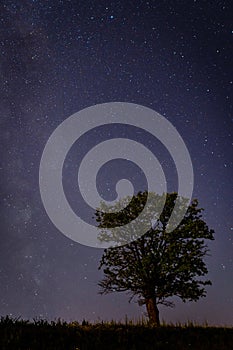 A lonely oak tree against the background of the starry sky.