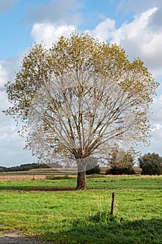 Lonely oak tree in the agriculture fields of Relegem, Belgium photo