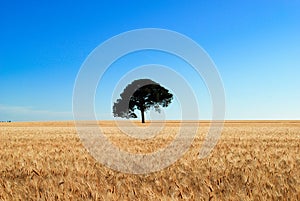 A lonely oak tree in a corn field
