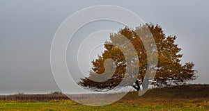 Lonely Oak tree in evening autumn colors Poland