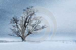 Lonely oak tree on a field with snow