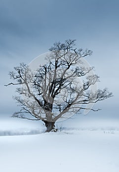 Lonely oak tree on a field with snow