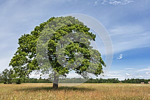 Lonely Oak Tree