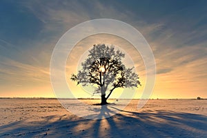 Osamelý dub strom na zasnežený. západ slnka alebo východ slnka 