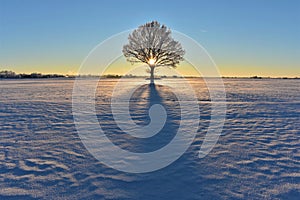 Lonely oak tree on a snowy field. Winter sunset or sunrise in Europe