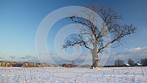 Lonely oak tree in sunny, snowy winter day