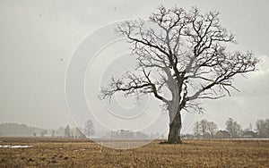 Lonely oak tree in winter day in snowfall, Latvia