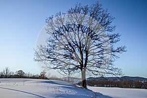 Lonely Oak tree in winter landscape