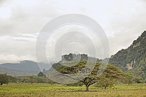 A lonely old acacia tree in the meadow.