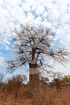 Lonely old baobab tree