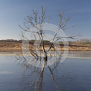 Lonely old dry tree at frozen lake with a reflection in the ice surface