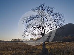 Lonely old elm in the autumn