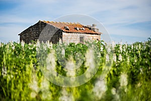 Lonely old house in the middle of field