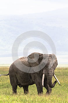 Lonely old huge elephant inside the crater of Ngorongoro. Tanzania, Africa photo