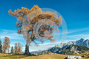 Lonely Old Larch Tree, mountains panorama photo