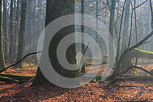 Lonely old monumental oak tree in morning mis