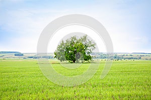 Lonely old oak tree in the field. Tree of wisdom