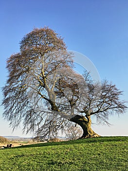 lonely old oak tree on a green meadow on a hill in early spring