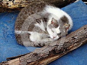 Lonely old sick cat living on the street. Homeless brown cat.