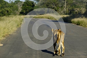Lonely old and skinny african lioness walking on a tarmac road