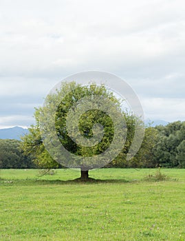 Lonely old tree on meadow