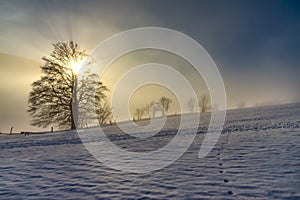 Lonely old tree in the snow