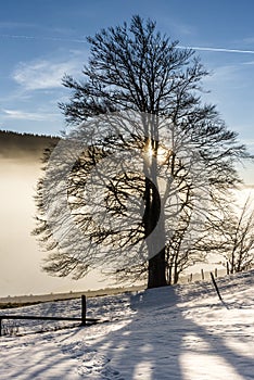 Lonely old tree in the snow