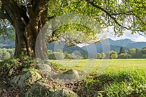 Lonely old tree on summer meadow